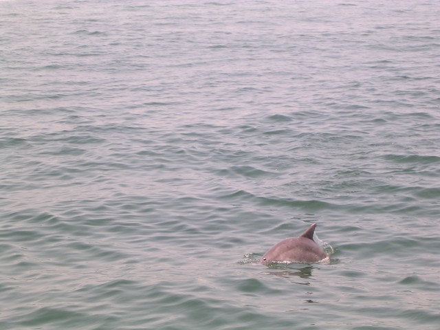 Dolphin.jpg