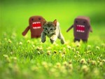 domokunkitty