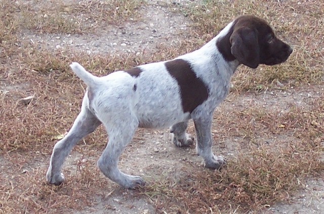 Brown Male Puppy1.jpg