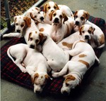 Highlight for Album: Puppies! 