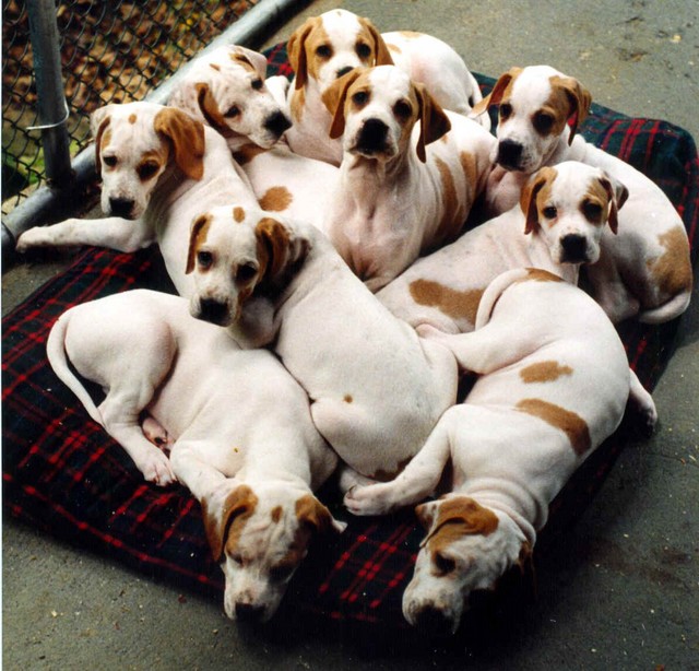 Diana's Puppies-1997-final.jpg