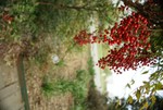 DSC05563.JPG