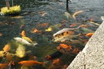 DSC05700.JPG