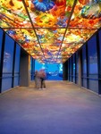 Highlight for Album: Chihuly Glass