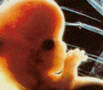 BABYFE~1