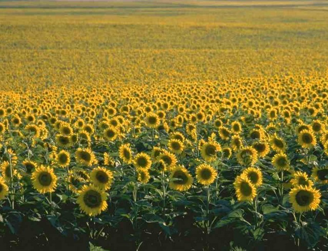 SUNFLO~1