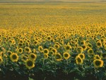 SUNFLO~1